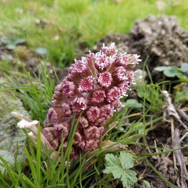 Petasites hybridus Žiedas