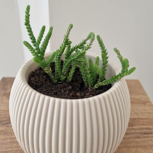 Crassula muscosa Deilen