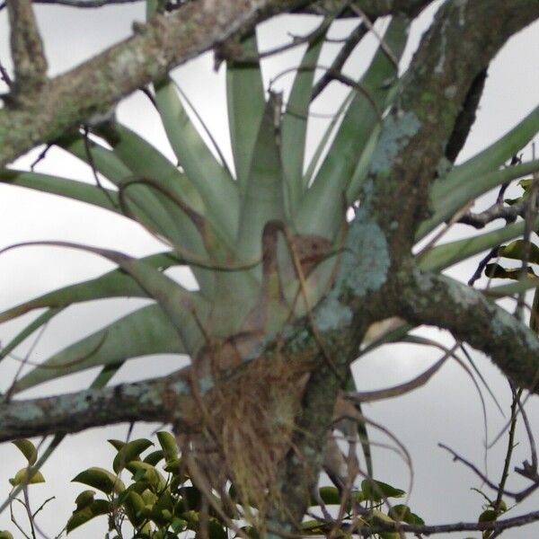 Tillandsia utriculata 葉