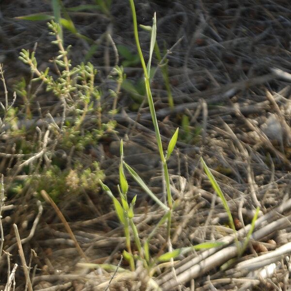 Aegilops neglecta Feuille