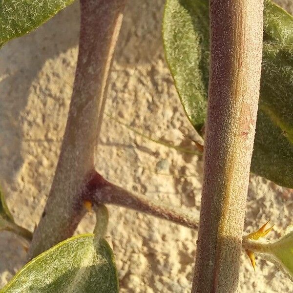 Capparis spinosa 樹皮