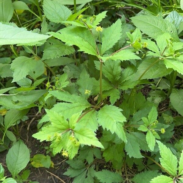 Sanicula canadensis Liść