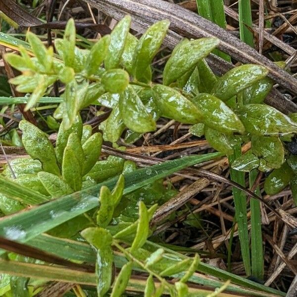 Comandra umbellata Hostoa