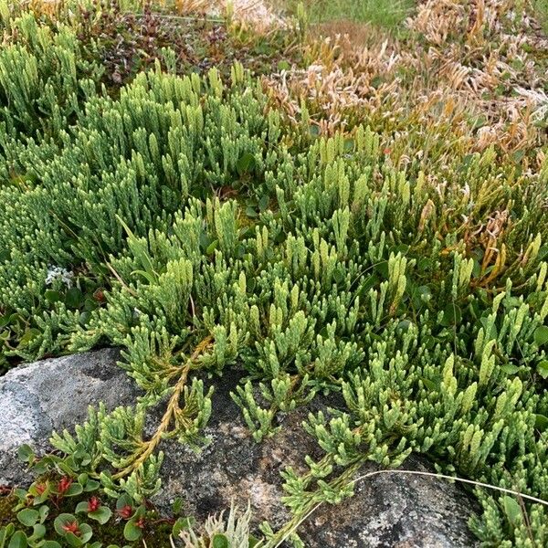 Lycopodium alpinum Alkat (teljes növény)