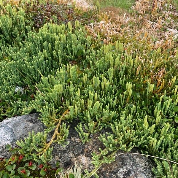 Lycopodium alpinum Habitus