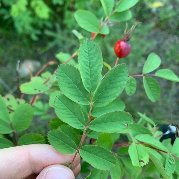 Rosa woodsii Leht