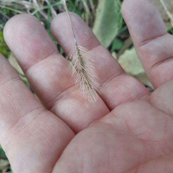 Setaria viridis Flower