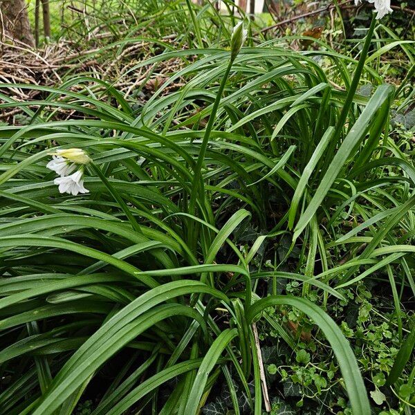 Allium triquetrum عادت