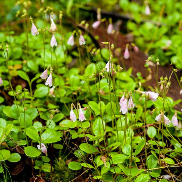 Linnaea borealis ᱛᱟᱦᱮᱸ