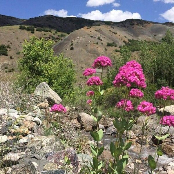 Valeriana rubra Flor