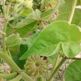 Abutilon theophrasti Frucht