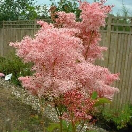 Filipendula rubra Blomma