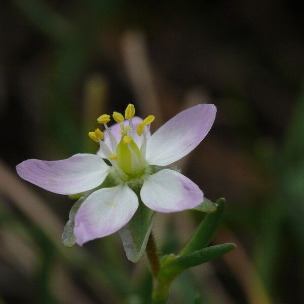 Spergularia media Fleur