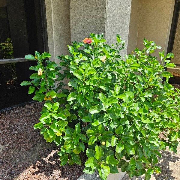 Hibiscus rosa-sinensis Habit