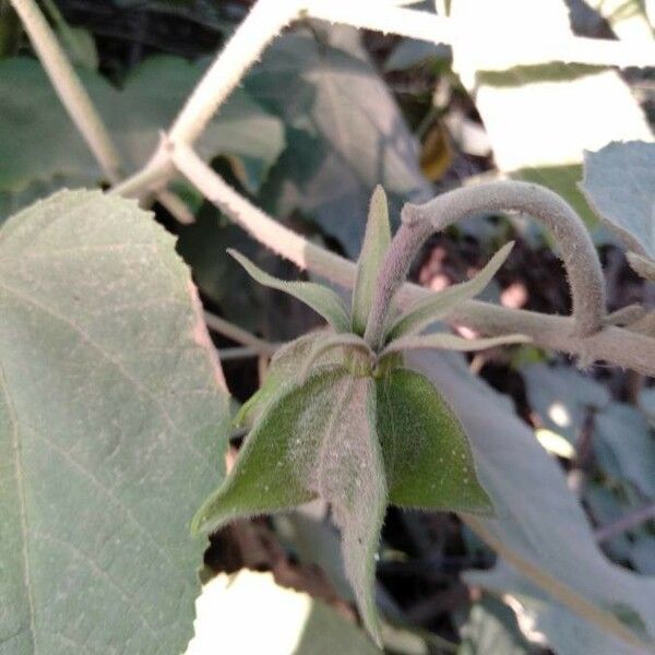 Abroma augustum Fruit