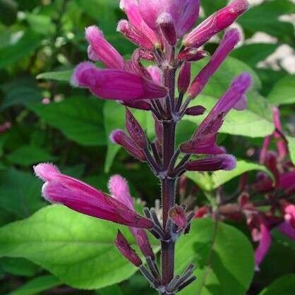 Salvia involucrata Kvet