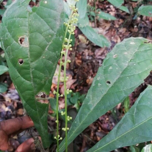 Mareya brevipes Liść