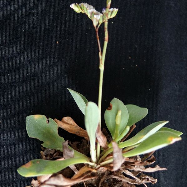 Limonium girardianum Vivejo