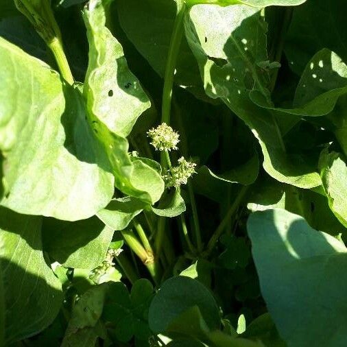 Rumex spinosus Blomma