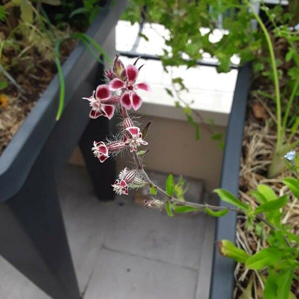 Silene gallica Flower