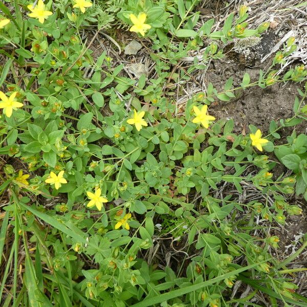 Hypericum humifusum Elinympäristö