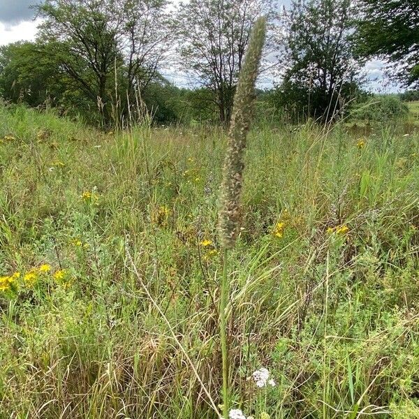 Phleum phleoides 花