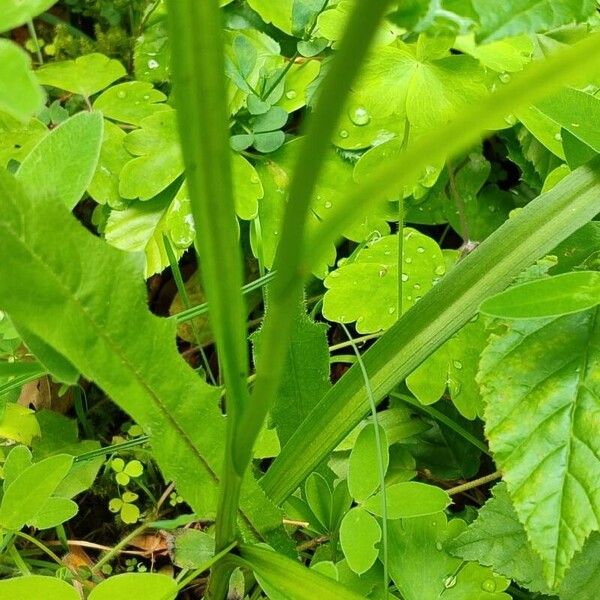 Gymnadenia conopsea Blad