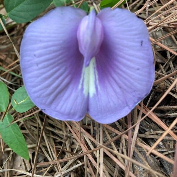 Clitoria mariana Çiçek