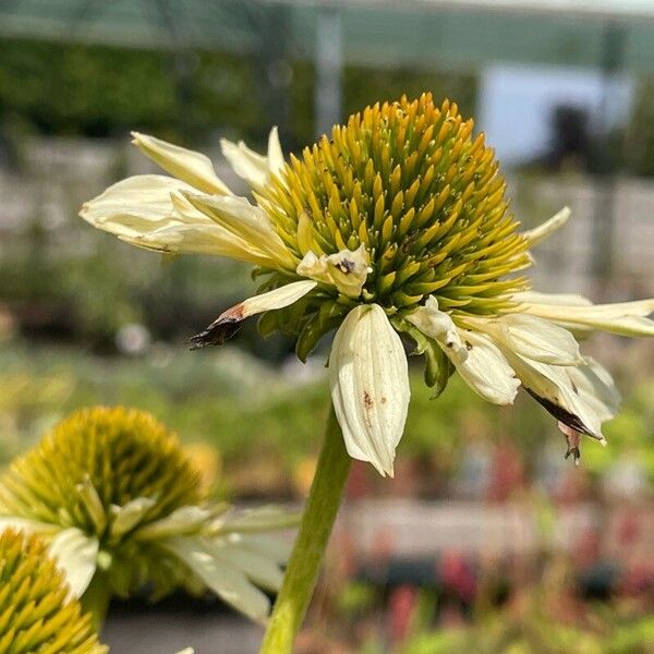 Echinacea purpurea Flower