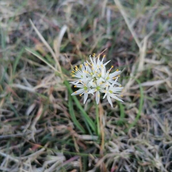 Allium subvillosum Flor