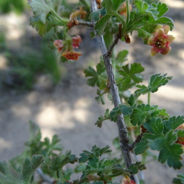 Ribes montigenum Plante entière