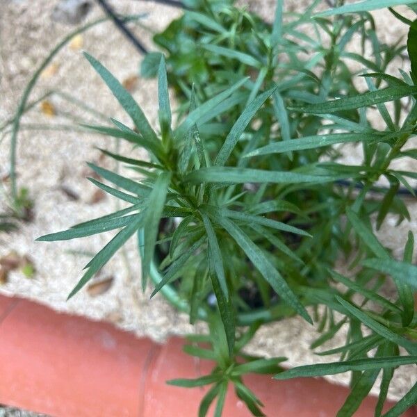 Artemisia dracunculus Foglia