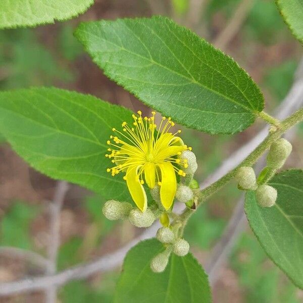 Grewia flavescens Kvet