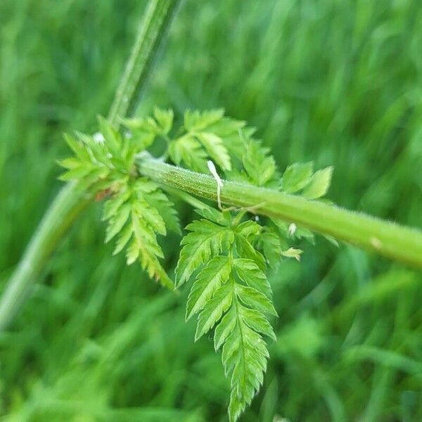 Chaerophyllum aureum Hoja