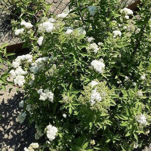 Spiraea alba Habit