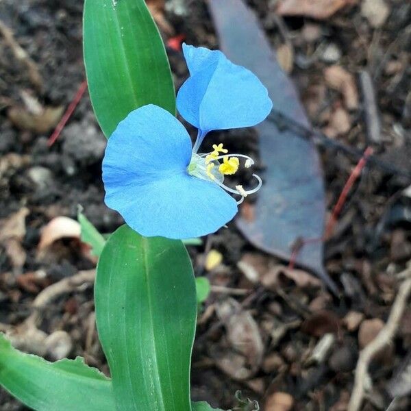 Commelina erecta Flor