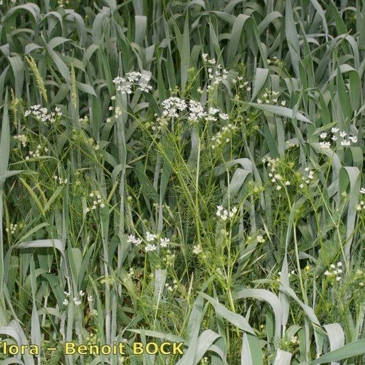 Bifora radians Habit