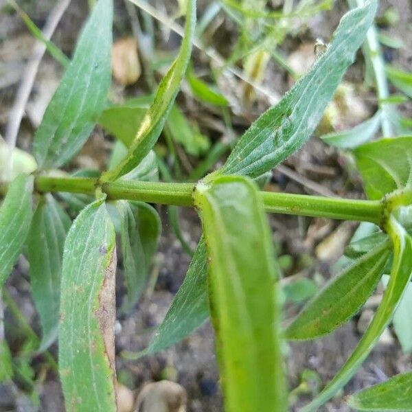 Galium rubioides Kéreg