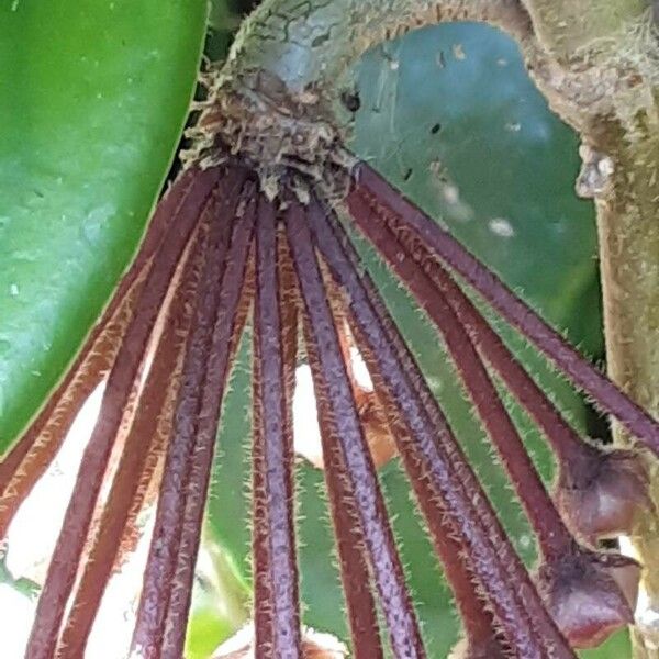 Hoya carnosa Blodyn