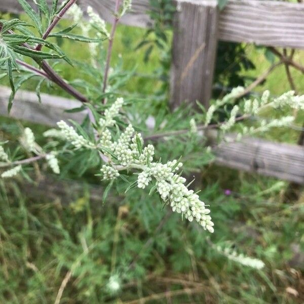 Artemisia vulgaris Virág