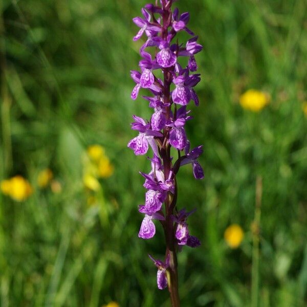 Dactylorhiza elata Fiore