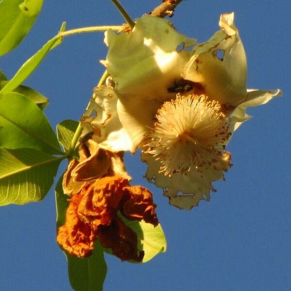 Adansonia digitata Цветок