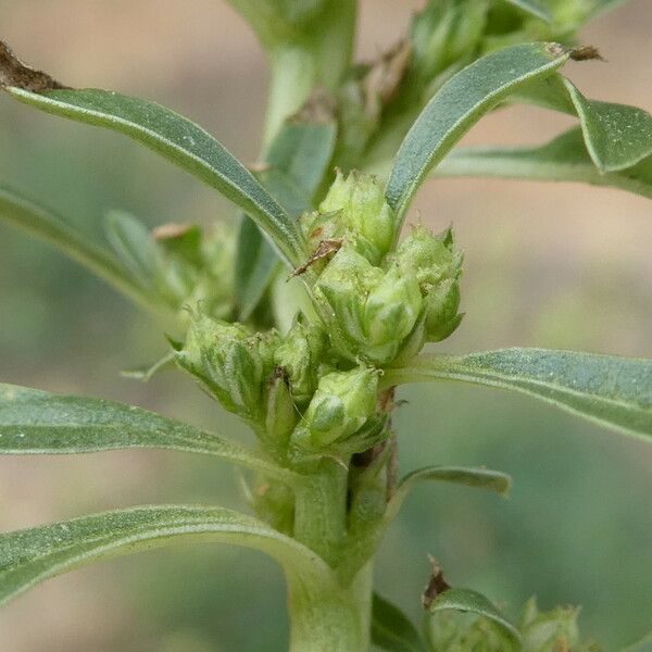 Amaranthus blitoides Kukka