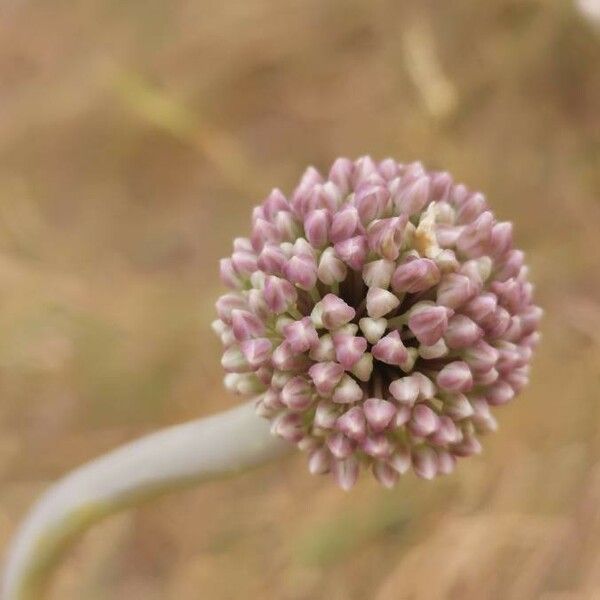 Allium commutatum 花