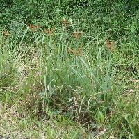 Cyperus ligularis Pokrój