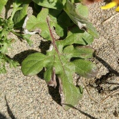 Arctotheca calendula Blatt