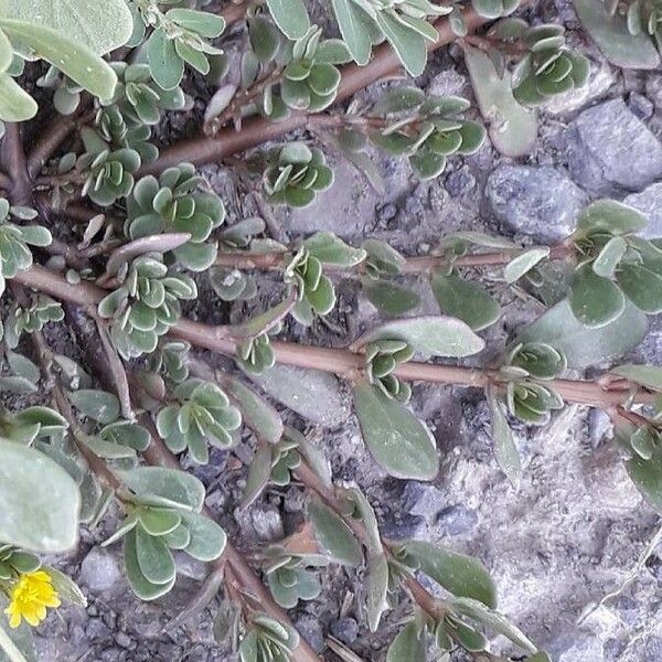 Portulaca oleracea Bark