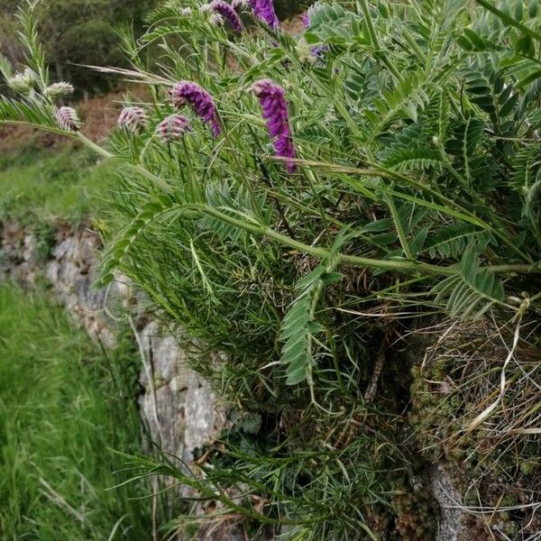 Vicia incana Other