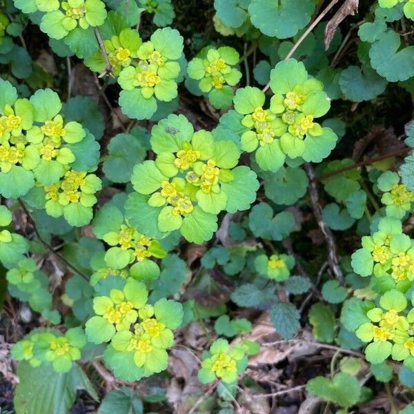 Chrysosplenium alternifolium Листок