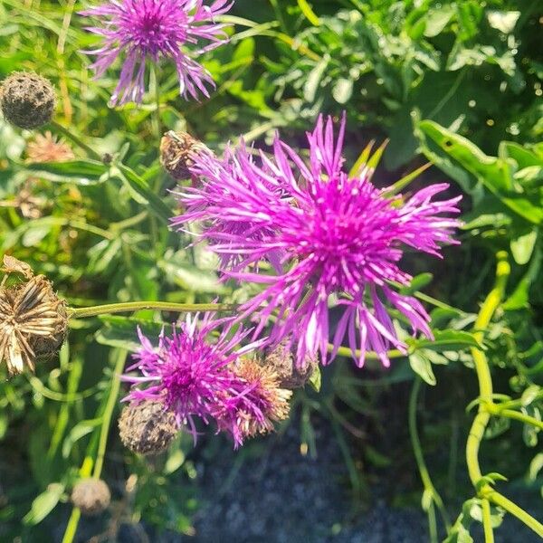 Centaurea scabiosa 花